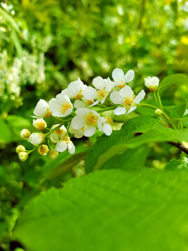 野生稠李子花