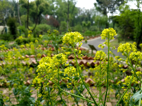 板蓝根