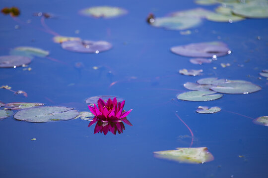 莲花