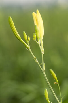 金针黄花菜