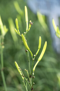 金针黄花菜