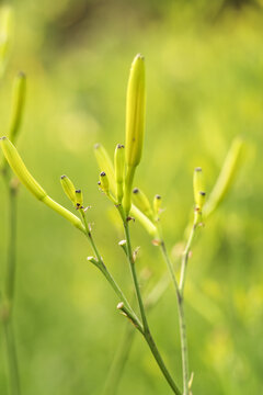 金针黄花菜