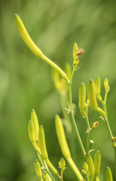 金针黄花菜