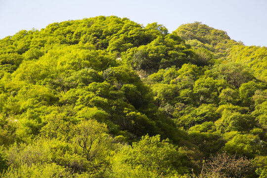 秦岭山