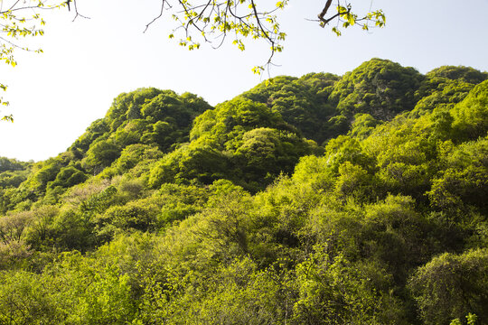 秦岭春景