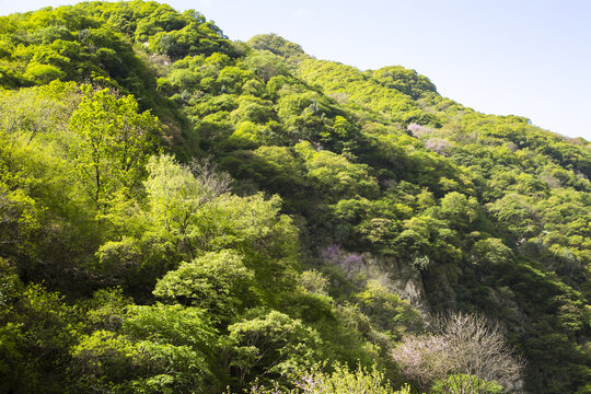 秦岭山春色