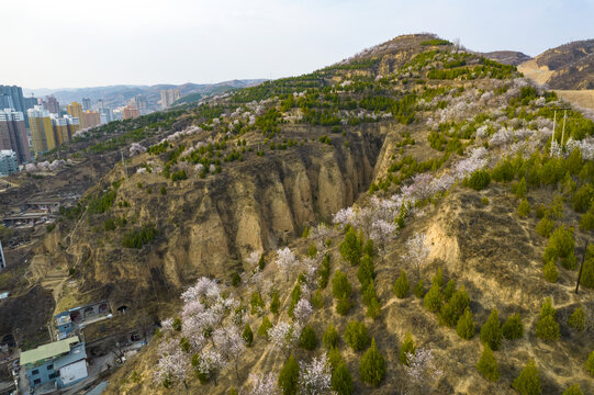 山林