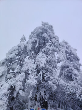 雪后松树