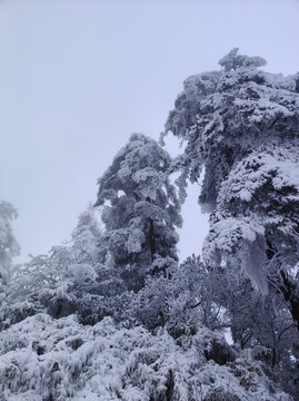 雪压松树