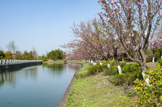 凤凰湖湿地公园开放的樱花