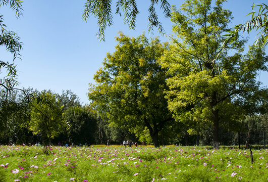 北京奥林匹克森林公园秋天的树