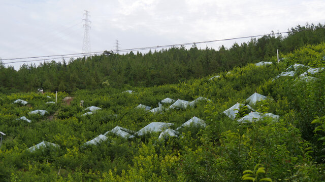 巫山脆李果树覆盖塑料薄膜