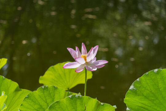 池塘中盛开的荷花特写