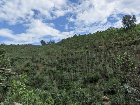 古滇茶山