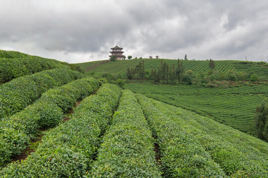 高屯茶园