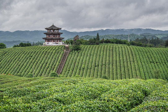 高屯茶园