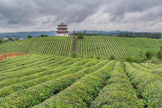 高屯茶园