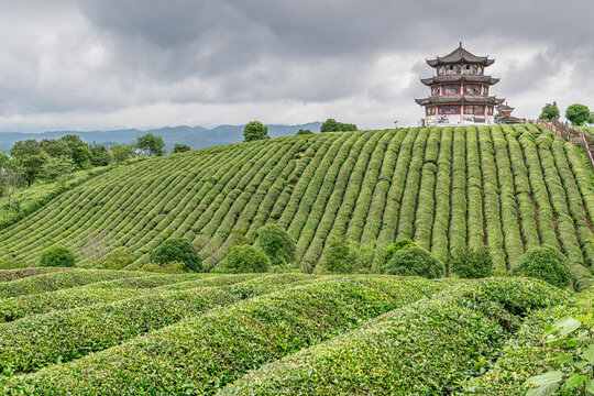 高屯茶园