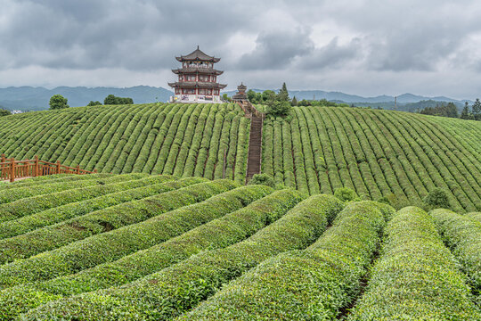 高屯茶园