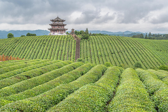 高屯茶园