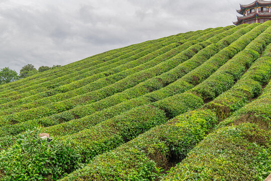 高屯茶园