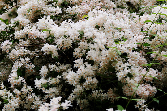 渭实花开