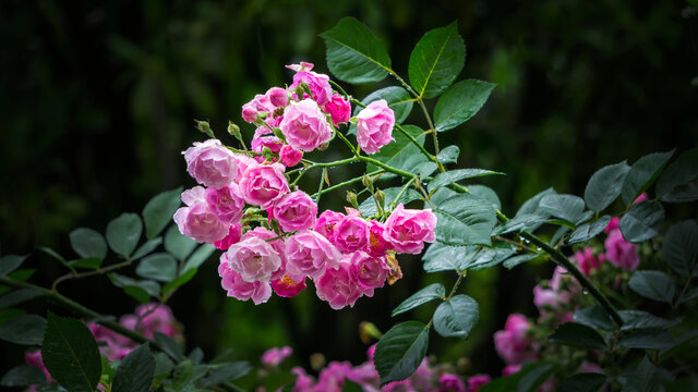 繁花似锦