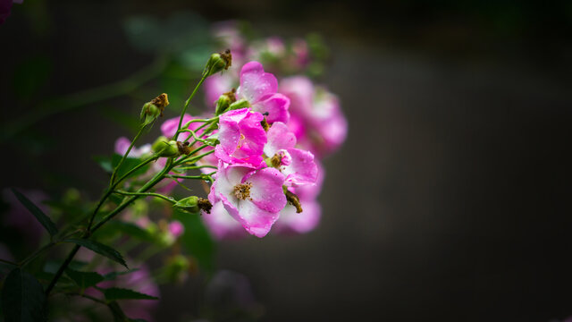 繁花似锦