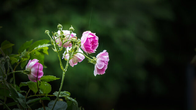 芬芳馥郁