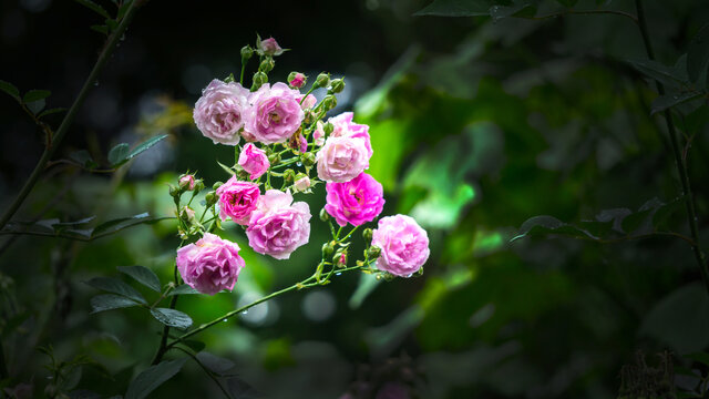 繁花似锦