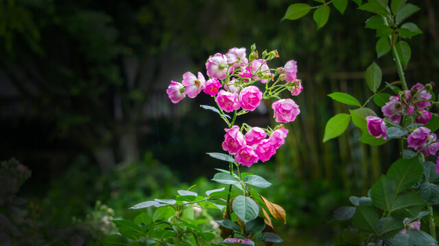 芬芳馥郁