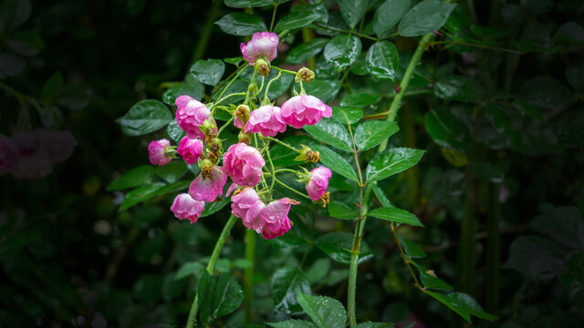 繁花似锦