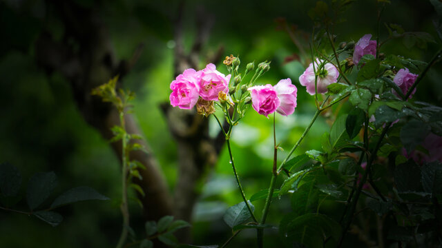 繁花似锦