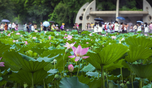 深圳洪湖公园荷塘荷花风景