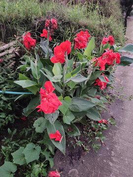 美人蕉花特写