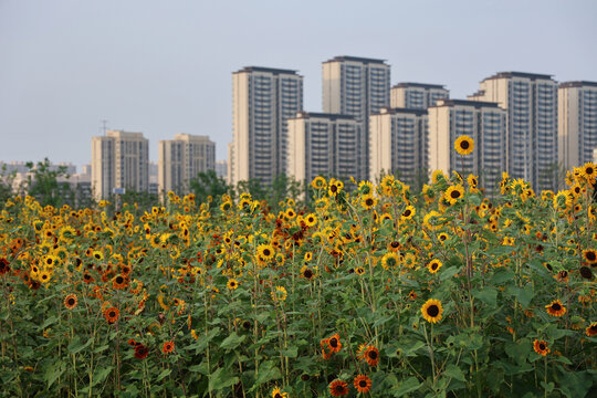 城市夏天盛开的向日葵