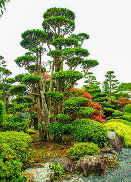 鹿苑寺