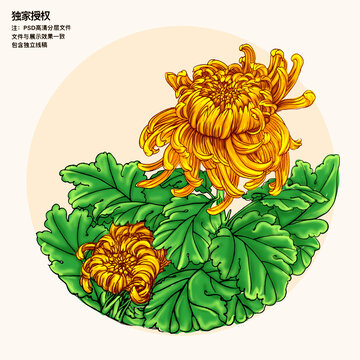 手绘菊花