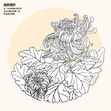 菊花插画