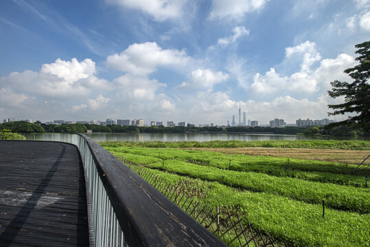 广州海珠湖公园风景