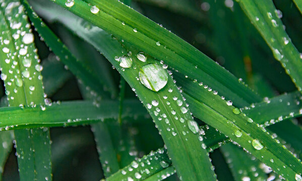 雨珠