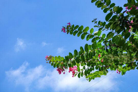 蓝天背景下的紫薇花