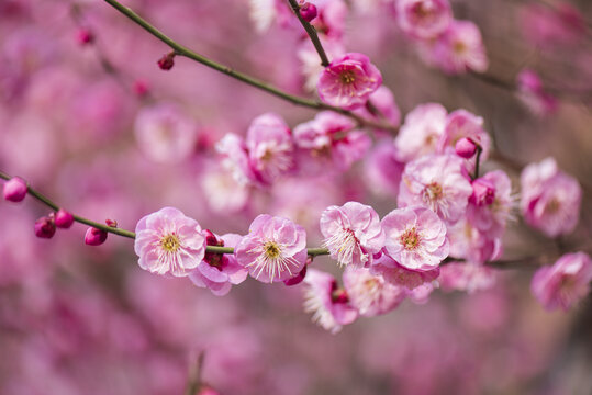 梅花图片