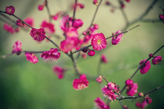 梅花