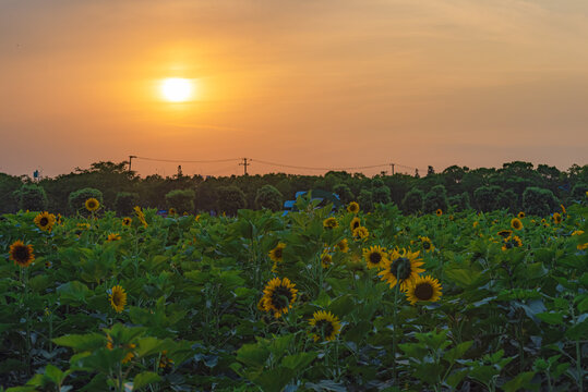 夕阳