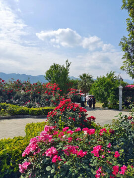 特写月季花丛中美景