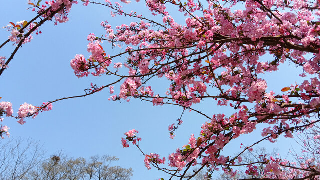 翠湖公园樱花