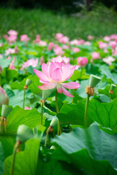 水中荷花