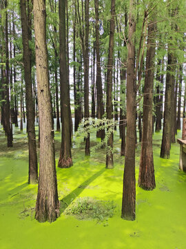 水杉林