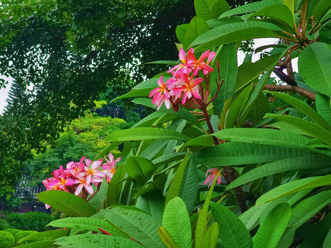 红鸡蛋花